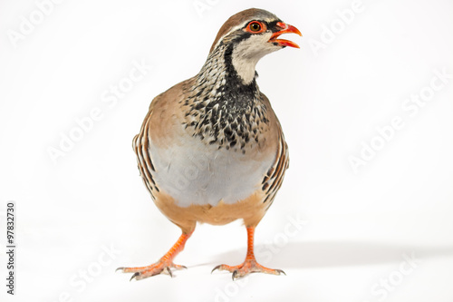 Wildlife studio portrait: Red-legged partridge on white background, looking at right.