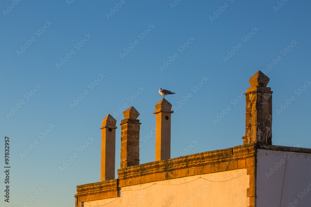 Seagull on the roof of houses.