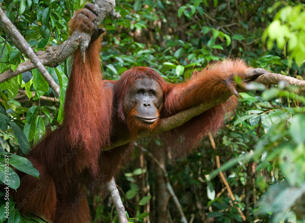 Orangutan in the wild. Indonesia. The island of Kalimantan (Borneo). An excellent illustration. Orangutan in the wild. Indonesia. The island of Kalimantan (Borneo). An excellent illustration.