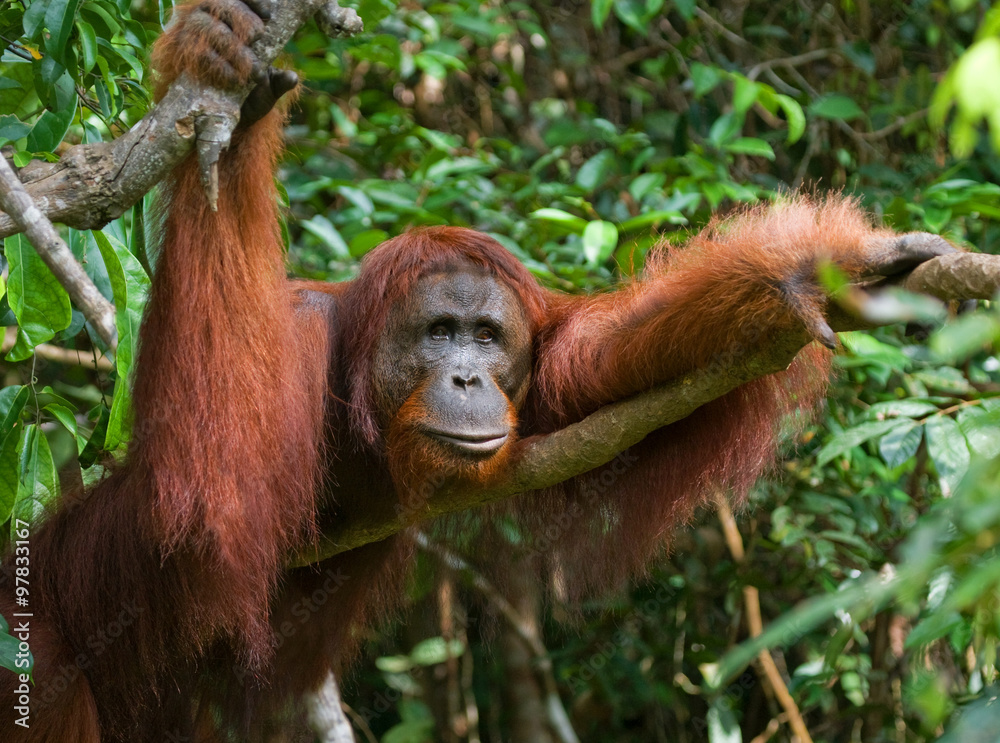 Orangutan in the wild. Indonesia. The island of Kalimantan (Borneo). An excellent illustration. Orangutan in the wild. Indonesia. The island of Kalimantan (Borneo). An excellent illustration.