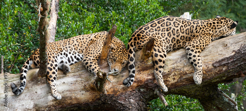 Two jaguars lying on tree trunk, Bitou, Western Cape, South Africa photo