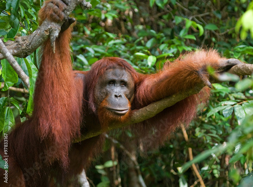Orangutan in the wild. Indonesia. The island of Kalimantan  Borneo . An excellent illustration.