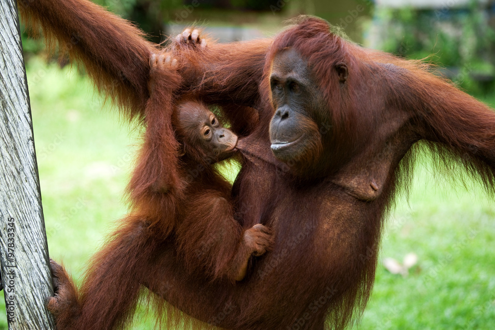 Naklejka premium Portrait of a female orangutan with a baby in the wild. Indonesia. The island of Kalimantan (Borneo). An excellent illustration.