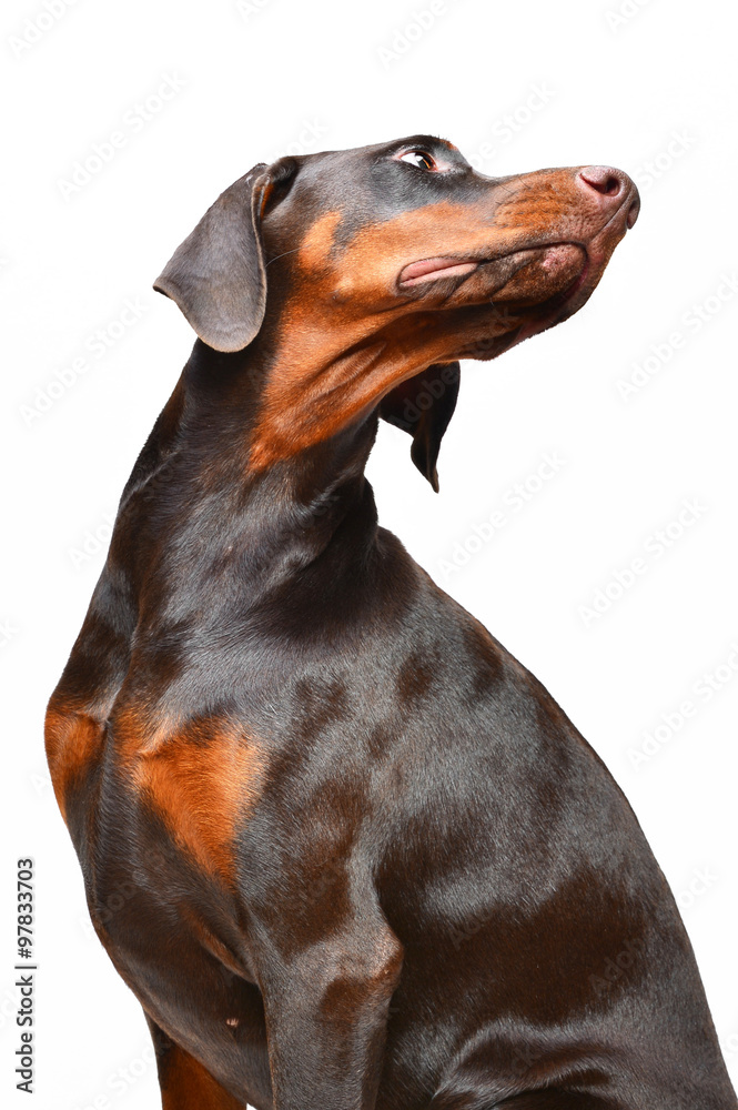 Portrait of brown doberman on the white background