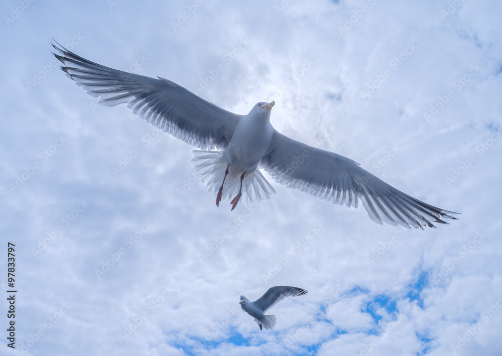 Naklejka premium Gulls in the cloudy sky