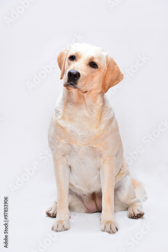 Portrait of the golden labrador