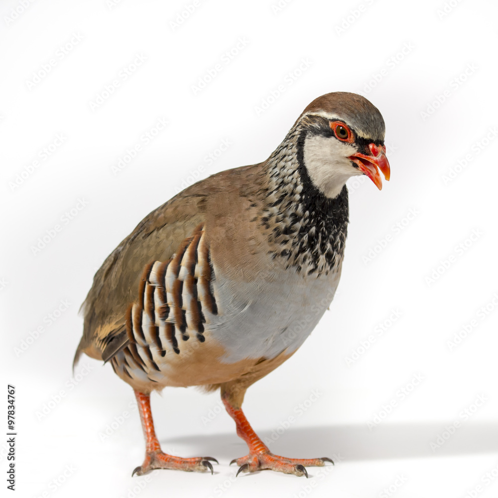 Wildbird studio portrait: Red-legged partridge on white background. Wildbird studio portrait: Red-legged partridge on white background.