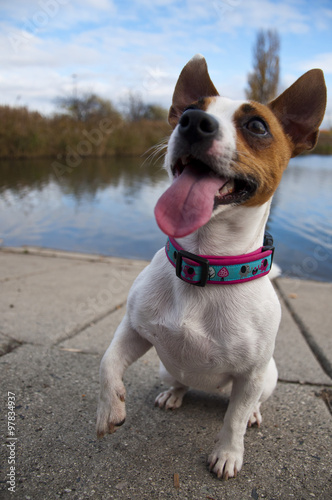 Fototapeta Naklejka Na Ścianę i Meble -  Happy dog near pond