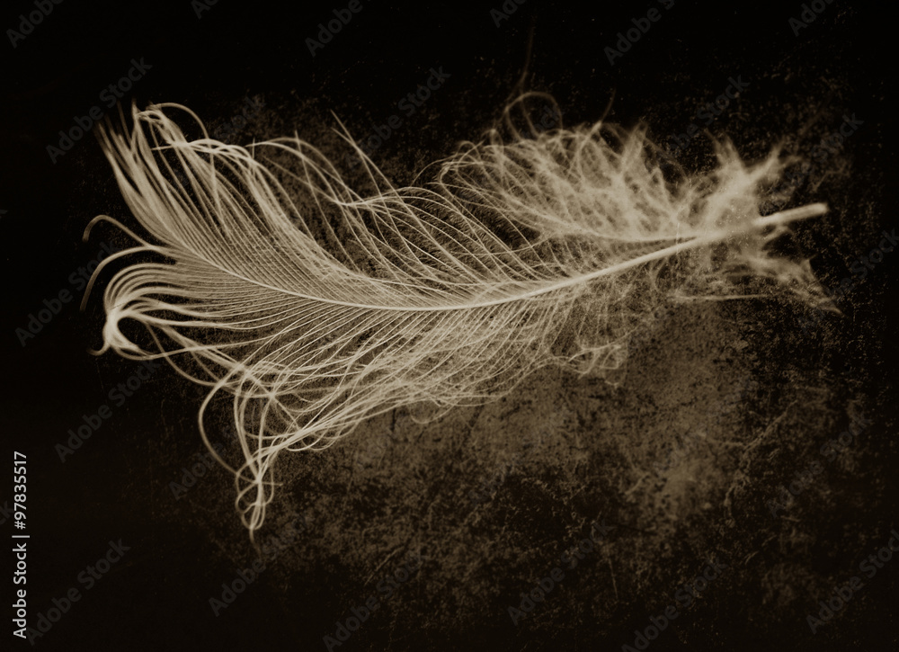 Obraz premium White fluff on dirt