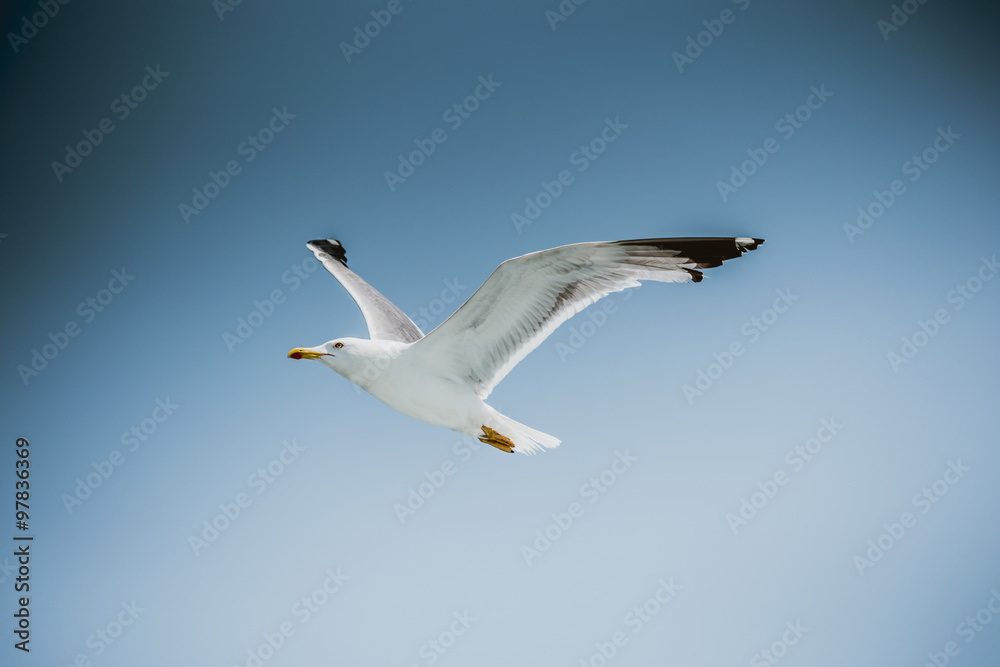 Chasing bird for prey over Marmara sea in Istanbul city,Turkey Chasing bird for prey over Marmara sea in Istanbul city,Turkey