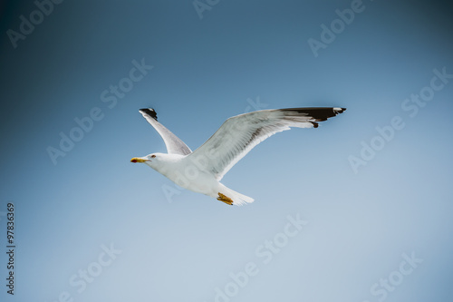 Chasing bird for prey over Marmara sea in Istanbul city Turkey