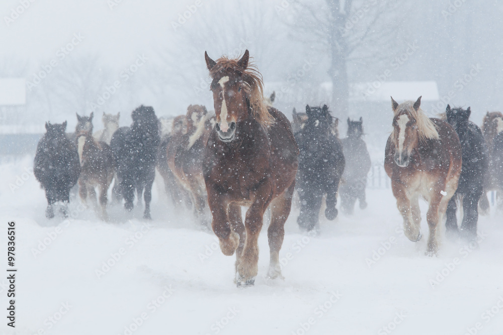 Naklejka premium 走る馬の集団