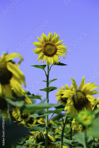 blooming sunflowers (Provence, France) 