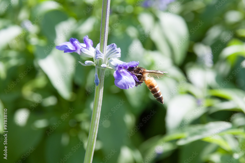 Bee on the flower Bee on the flower