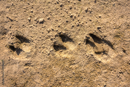 traces of wild boar in the sand