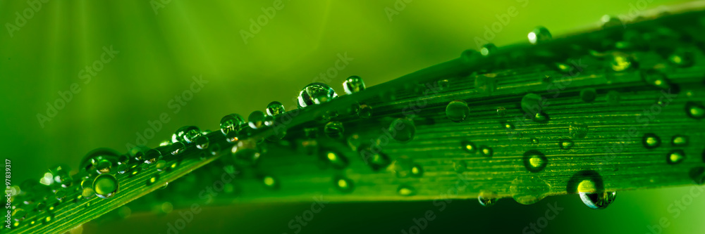 Obraz premium Kropelki wody na trawie