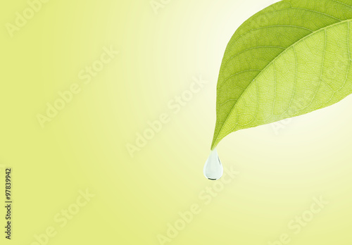 Green Leaf with water drop