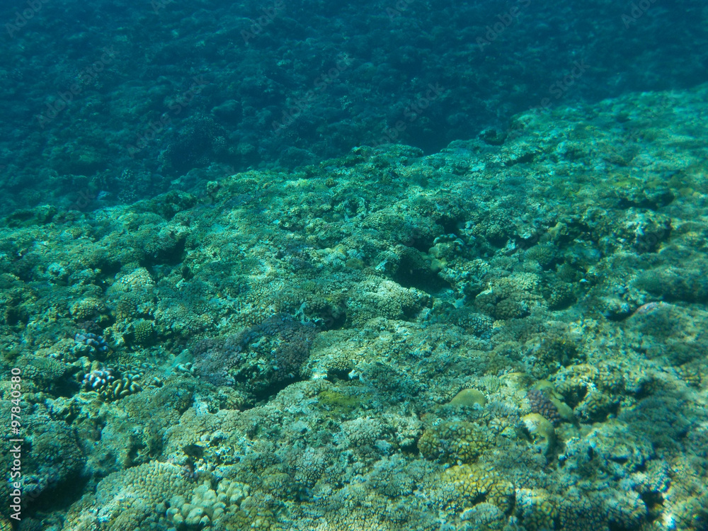 Fototapeta premium 沖縄県 慶良間諸島の海中