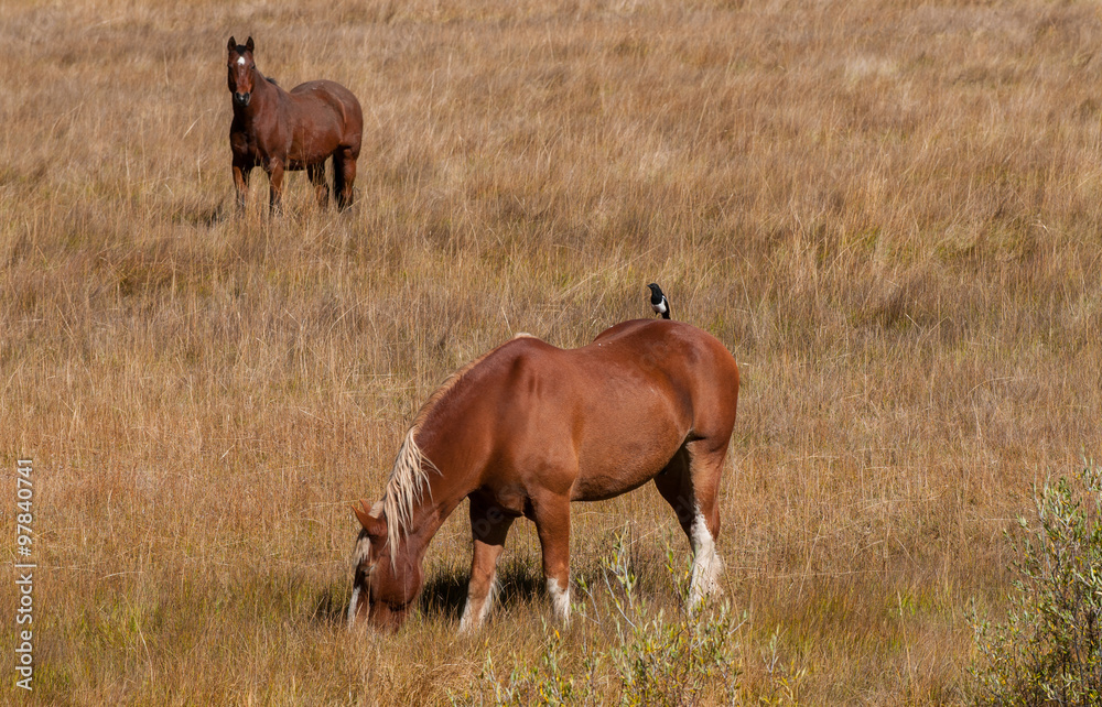 Fototapeta premium Magpie on a horse's back