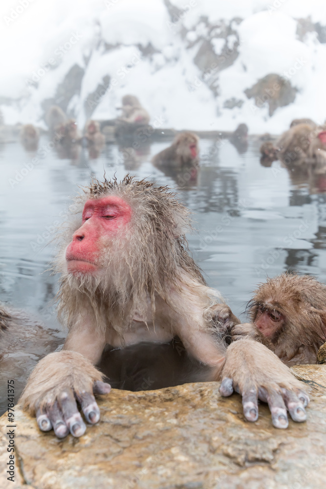 Naklejka premium マッサージ中のおさるさん Monkey of parent and child massaging