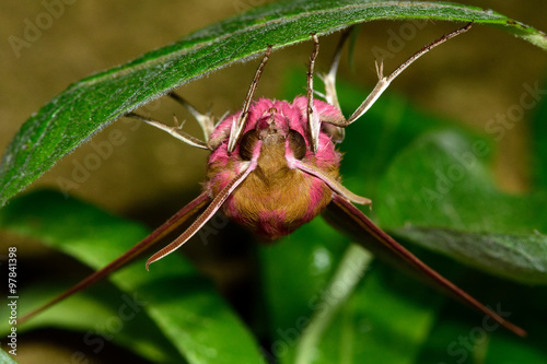 Elephant hawk-moth (Deilephila elpenor) upside down on a leaf
 photo