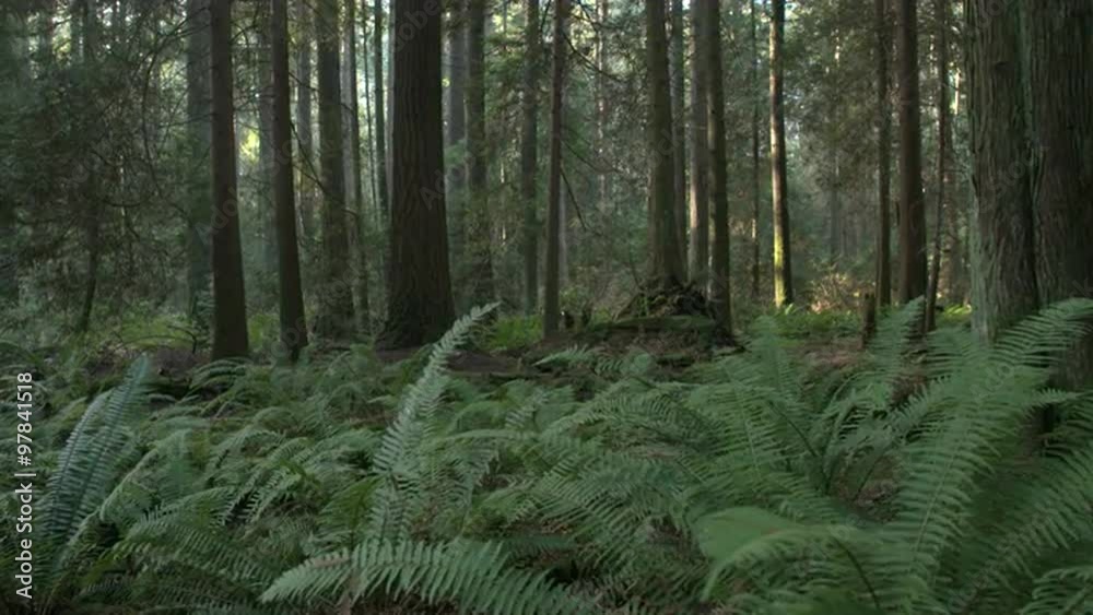 Pacific Northwest Forest Fern dolly shot. A camera dolly shot along ferns in a lush, temperate rainforest of the Pacific Northwest. 4K UHD.
Pacific Northwest Forest Fern dolly shot. A camera dolly shot along ferns in a lush, temperate rainforest of the Pacific Northwest. 4K UHD.