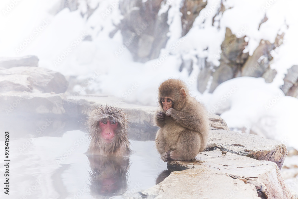 Fototapeta premium 温泉のおさるさん Japanese monkey of the outdoor bath