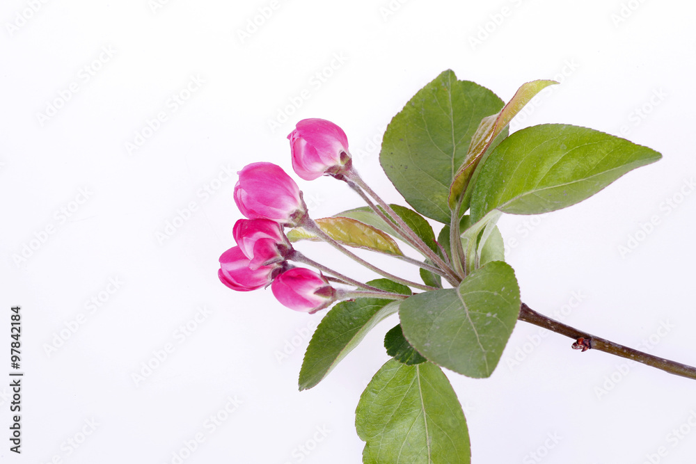Obraz premium Chinese flowering crab-apple