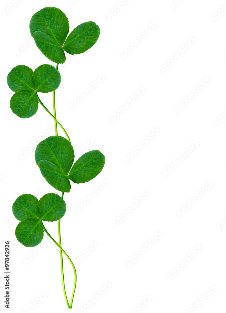 leaf clover on white background