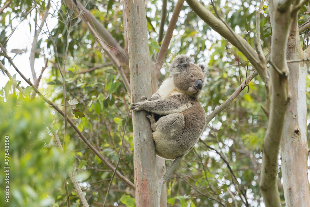 Fototapeta premium Koala on a eucalyptus tree