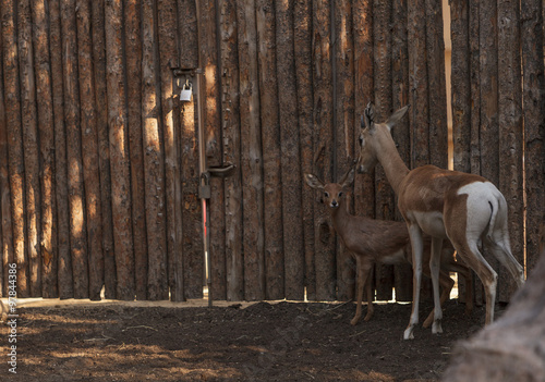 Soemmerring’s gazelle, Nanger soemmerringii, mother and baby near a wooden fence photo