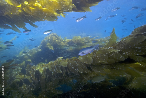 Seaweed kelp habitat at California underwater reef