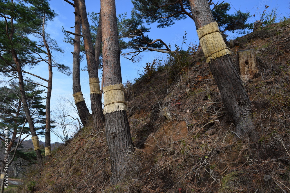 Fototapeta premium 松のこも巻き／山形県の山間部にある風光明媚な公園で、松の木に「こも巻き」を施術した風景を撮影した写真です。こも巻きは害虫駆除法で、マツカレハの幼虫（マツケムシ）を除去する方法のひとつです。春先に、この「こも」の中で越冬したマツカレハの幼虫を「こも」と一緒に焼却し、マツカレハの駆除をするのが目的です。11月頃に施術される為、冬支度のように解釈される向きもありますが、決して防寒が目的ではありません。