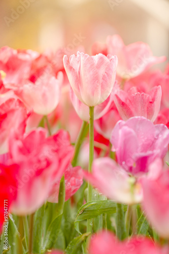 Beautiful pink tulips in the spring time