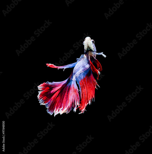 Capture the moving moment of white siamese fighting fish