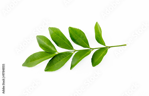 Single isolated leaf on a white background