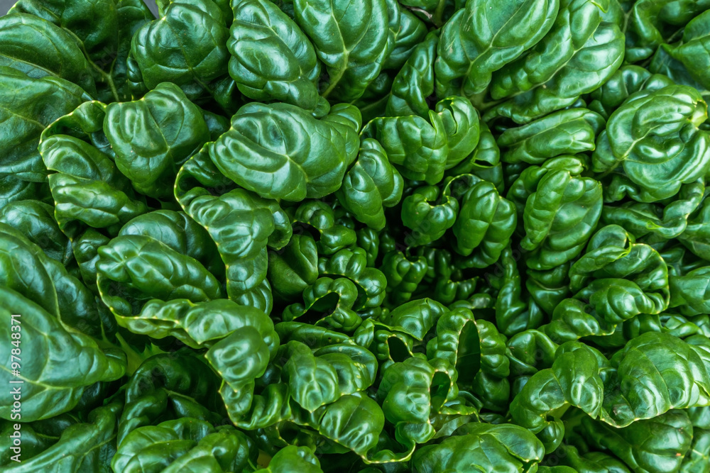 Fototapeta premium ターツァイ 搨菜 中華野菜 アブラナ科 Brassica rapa var. rosularis