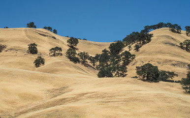 Fotobehang Heuvel Grasheuvels van Californische kust  © atgc_01