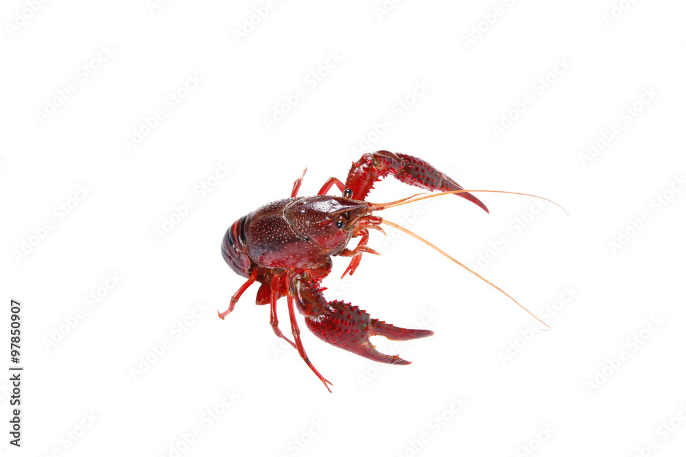Crawfish Crawfish