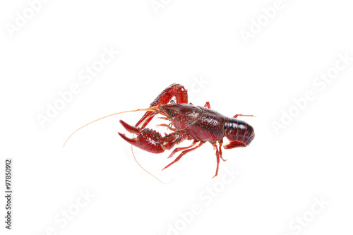 Crawfish