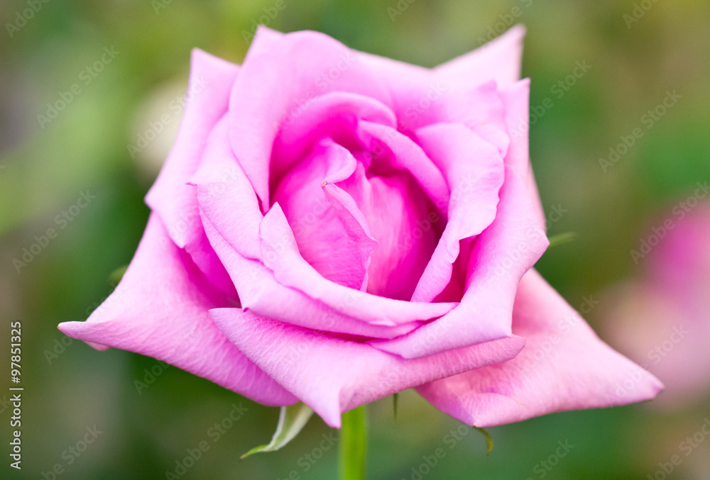 Blooming Pink Rose.