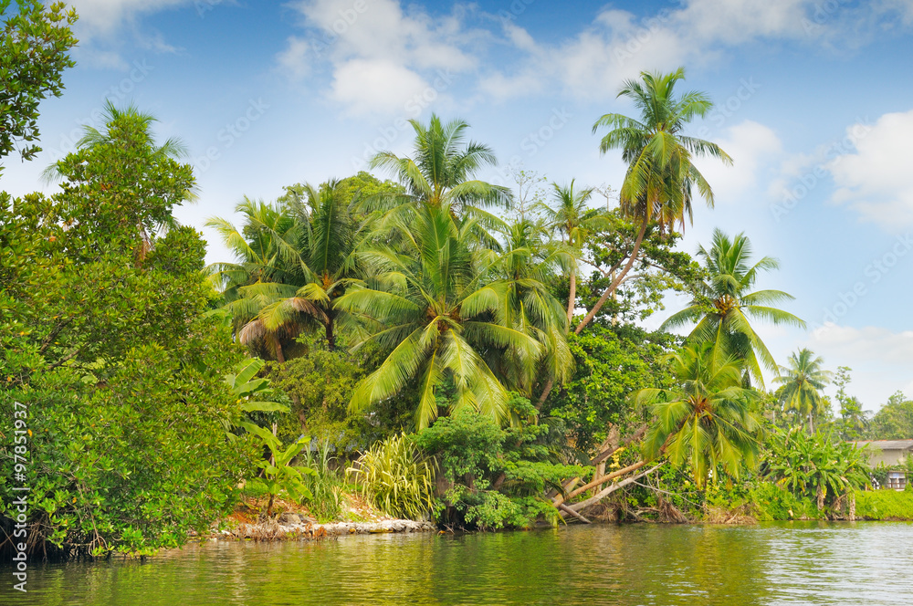 Tropical palm forest on the river bank