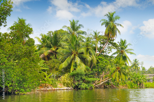 Tropical palm forest on the river bank