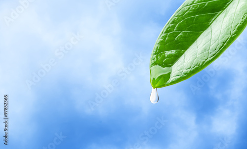 Dew drop on leaf close up,  Include path for remove background