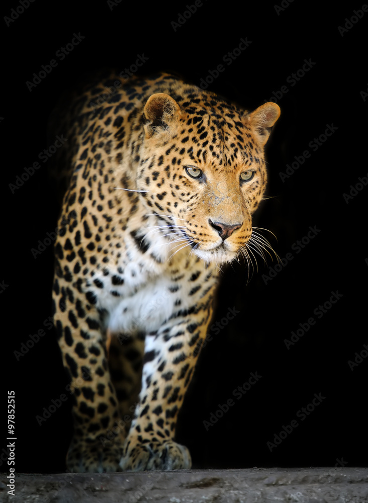 Naklejka premium Leopard portrait on dark background