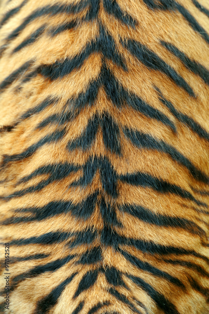 Naklejka premium Texture of real tiger skin