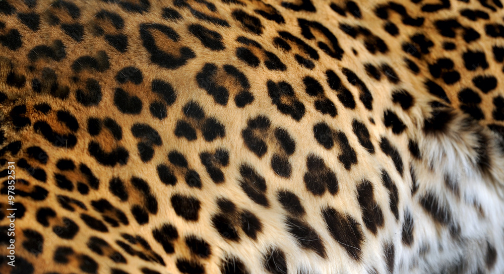 Leopard portrait on dark background Leopard portrait on dark background