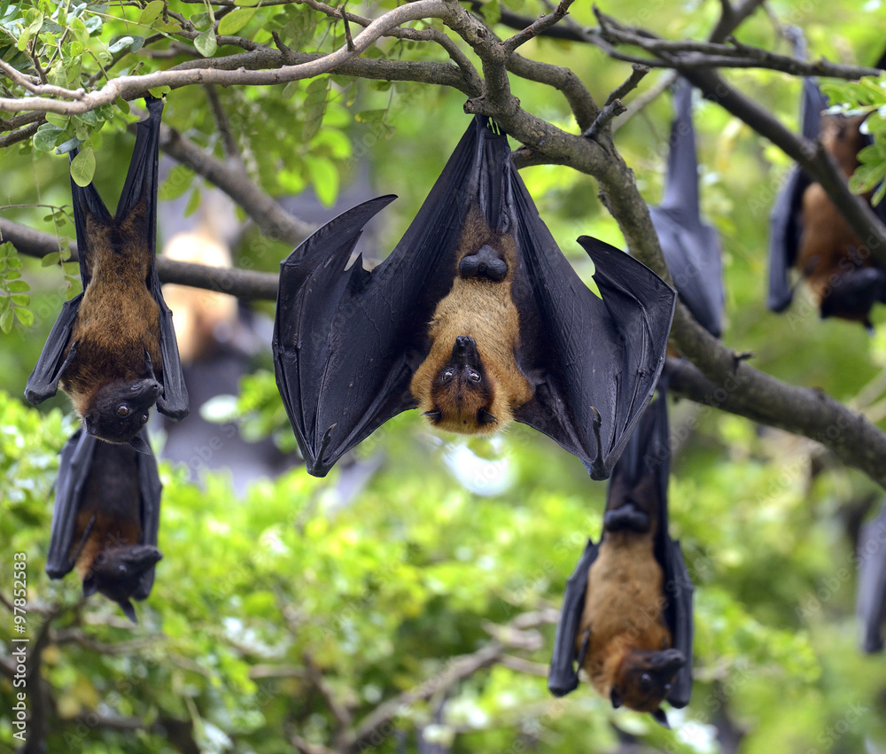 Flying fox Stock Photo | Adobe Stock