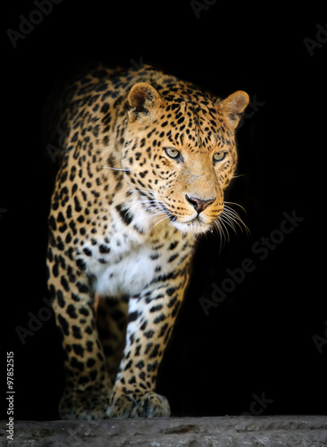 Leopard portrait on dark background #97852515