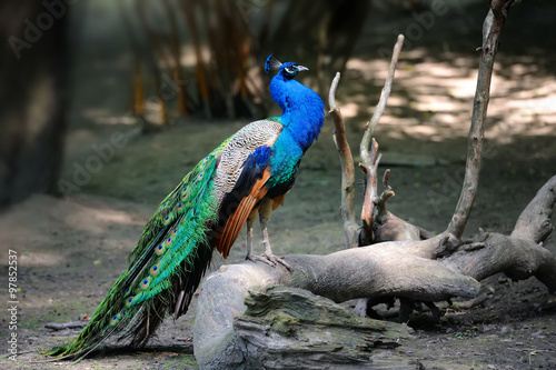 Foto Peacock on branch